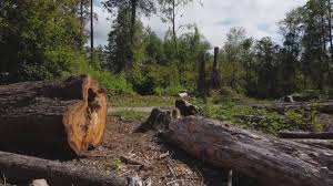 Best Tree Disease Treatment  in Culpeper, VA