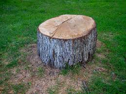  Culpeper, VA Tree Services Pros