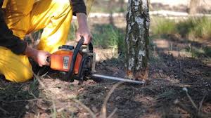 Culpeper, VA Tree Services Company