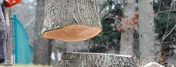 How Our Tree Care Process Works  in  Culpeper, VA