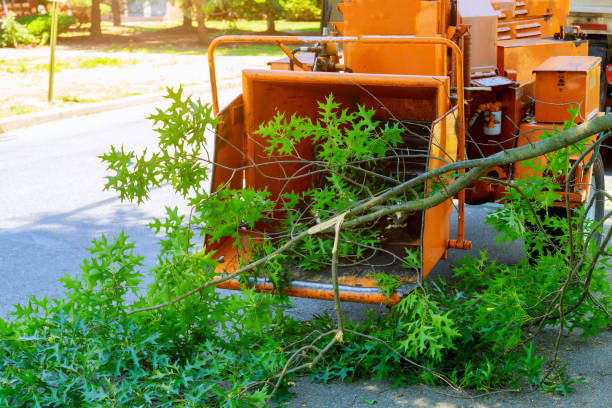 Best Tree Removal  in Culpeper, VA