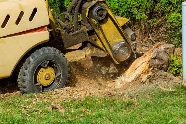 Best Lot and Land Clearing  in Culpeper, VA