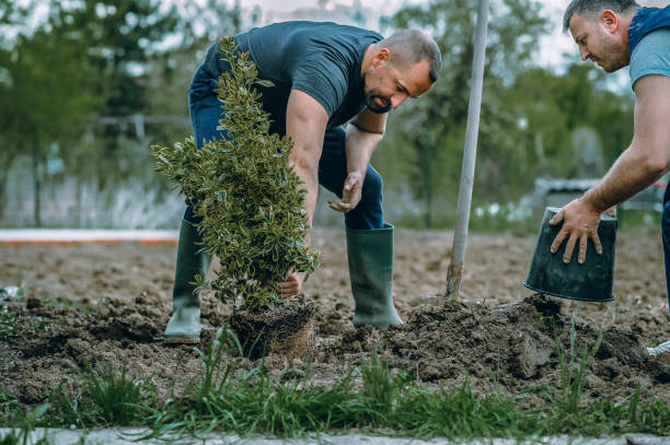 Best Lawn Maintenance Plans  in Culpeper, VA