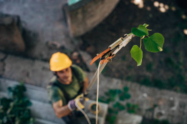 Best Fruit Tree Pruning  in Culpeper, VA