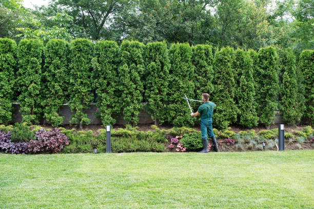 Best Utility Line Clearance  in Culpeper, VA