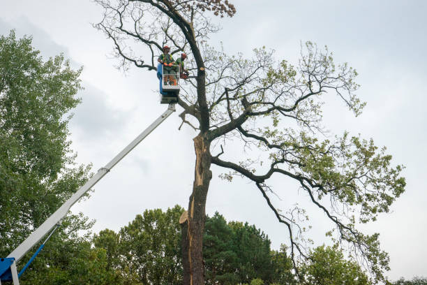 Best Leaf Removal  in Culpeper, VA