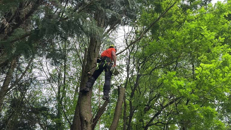 Best Tree and Shrub Care  in Culpeper, VA