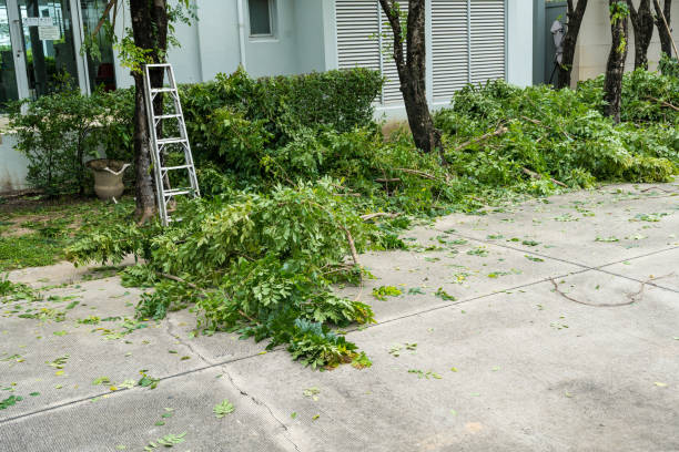 Best Pest Control for Lawns  in Culpeper, VA