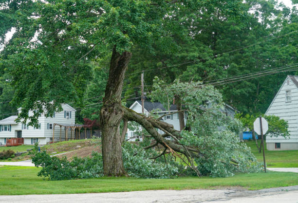 Best Arborist Consultation Services  in Culpeper, VA