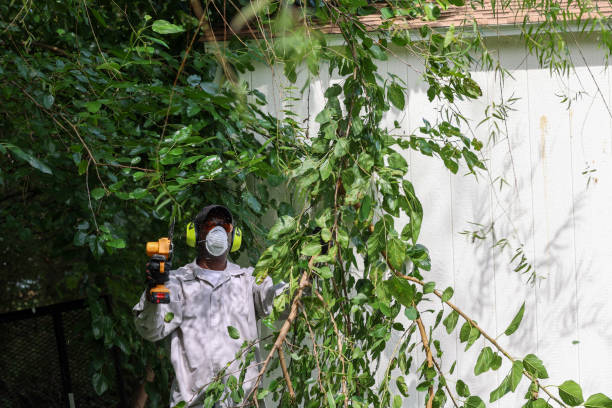 Best Root Management and Removal  in Culpeper, VA