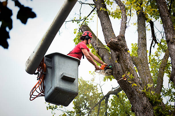 Best Commercial Tree Services  in Culpeper, VA