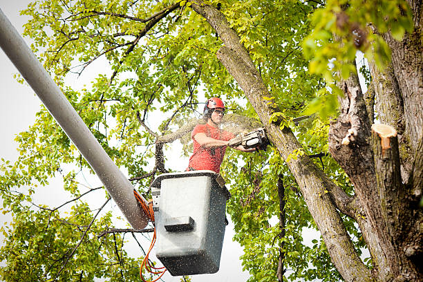 Best Storm Damage Tree Cleanup  in Culpeper, VA