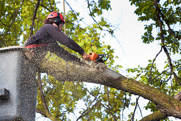 Best Seasonal Cleanup (Spring/Fall)  in Culpeper, VA