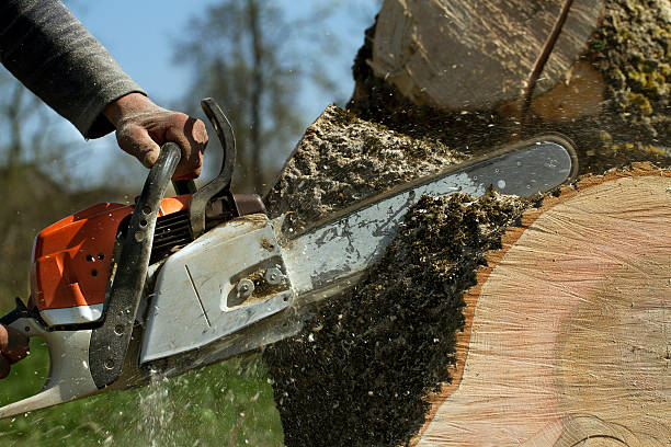 Best Tree Fertilization  in Culpeper, VA