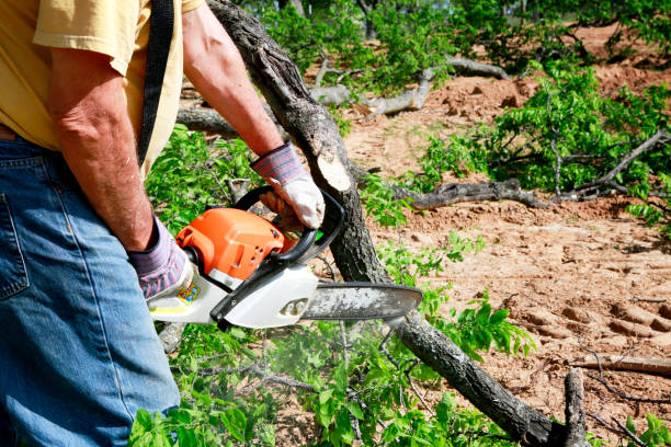 Best Tree Preservation Services  in Culpeper, VA